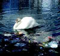 ВОЛШЕБНАЯ СИЛА СУББОТНИКА