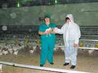 КУРИНЫЙ РАЙ