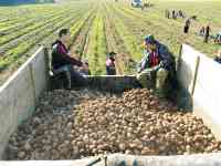 РАДИ КАРТОШКИ И СВАДЬБА ПОДОЖДЕТ