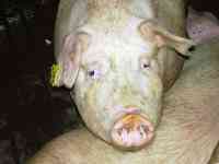 ПЕРВЫЕ ДВА СВИНАРНИКА