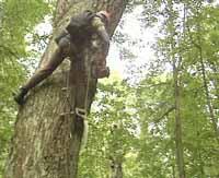 Музейщики взялись за топоры