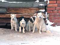 Собака бывает кусачей