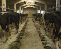 У «Зубцовского» характер бойцовский